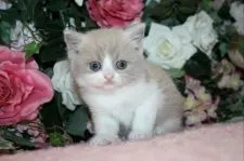 ブリティッシュショートヘア【滋賀県・女の子・2022年3月31日・ライラックホワイト】の写真4「明るくて甘えん坊な性格」