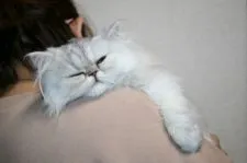 ペルシャ(チンチラ)【滋賀県・女の子・2019年9月3日・シェーデッドシルバー】の写真4「癒されますね♪」