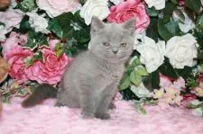 ブリティッシュショートヘア【滋賀県・女の子・2017年6月28日・ブルー】の写真4「カメラのフラッシュが眩しくてブサ顔に（＾＾；」