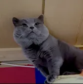 ブリティッシュショートヘア【滋賀県・男の子・2021年4月23日・クリーム】の写真4「父親　コナン君」