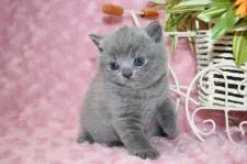 ブリティッシュショートヘア【滋賀県・女の子・2018年2月20日・ブルー】の写真4