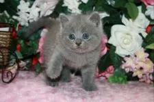 ブリティッシュショートヘア【滋賀県・男の子・2018年8月10日・ブルー(淡く美しいブルーです)】の写真4「ぽってり二重あごも可愛いですね。」