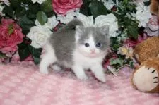 ブリティッシュショートヘア【滋賀県・女の子・2017年10月1日・ブルーホワイト】の写真4