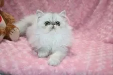 ペルシャ(チンチラ)【滋賀県・女の子・2020年2月15日・シェーデッドシルバー】の写真5「是非、会いにお越しください」