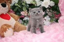 ブリティッシュショートヘア【滋賀県・女の子・2015年3月7日・ブルークリーム】の写真5