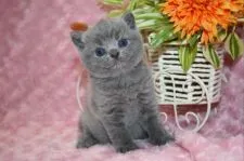 ブリティッシュショートヘア【滋賀県・女の子・2018年2月20日・ブルー】の写真5