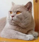 ブリティッシュショートヘア【滋賀県・男の子・2019年10月1日・ブルーホワイト】の写真5「父親ロシア外産　ザビエル君」