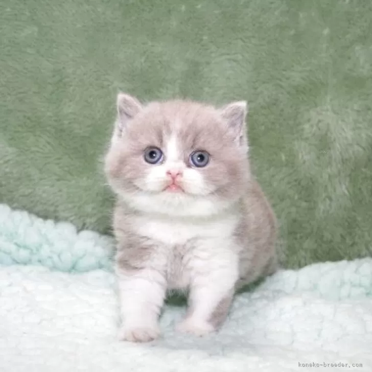 ID：2508-02953の子猫