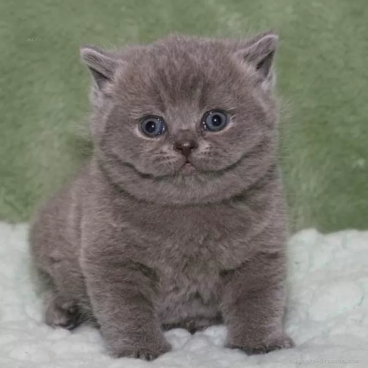 ID:2503-01501の子猫