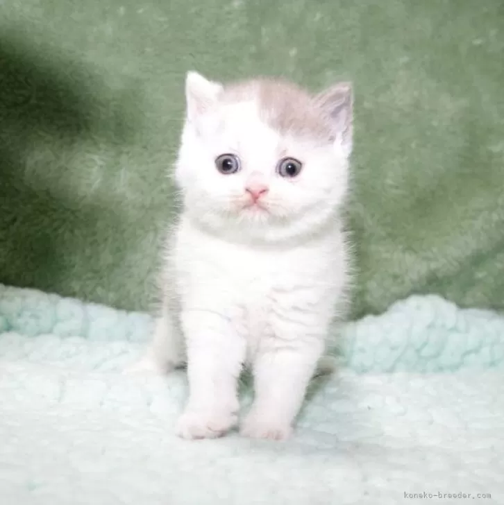 M.K 様のお迎えした子猫