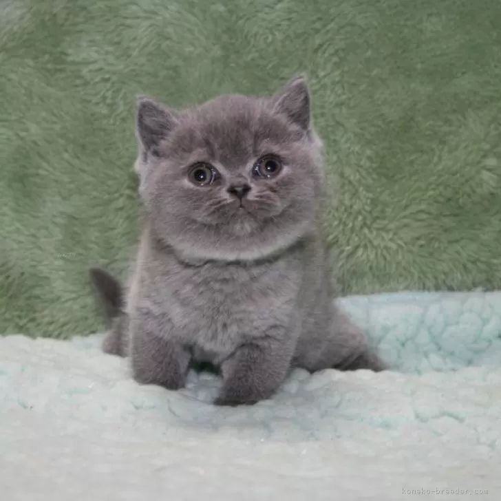 ID:2503-02802の子猫