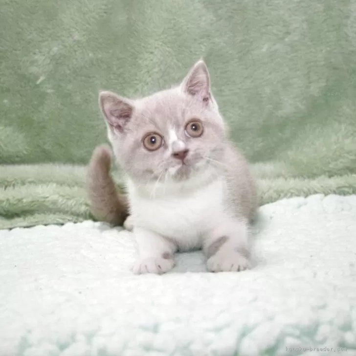 ブリティッシュショートヘア【滋賀県・女の子・2025年7月24日・ライラックホワイト】の写真1「おっとり穏やかで甘えん坊さん」