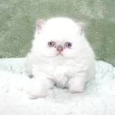 ブリティッシュショートヘア