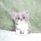 ブリティッシュショートヘア