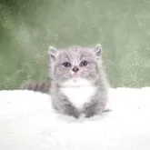 ブリティッシュショートヘア