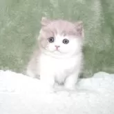 ブリティッシュショートヘア