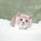 ブリティッシュショートヘア