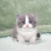 ブリティッシュショートヘア