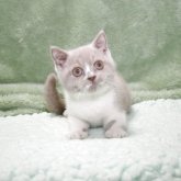 ブリティッシュショートヘア