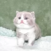 ブリティッシュショートヘア【滋賀県・男の子・2025年7月24日・ライラックホワイト】の写真2「むっちりコロコロ」