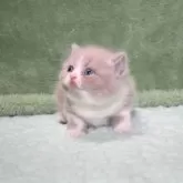 ブリティッシュショートヘア【滋賀県・男の子・2025年9月30日・ライラックホワイト】の写真2「おっとり穏やかな性格」