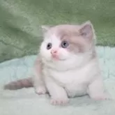 ブリティッシュショートヘア【滋賀県・男の子・2025年4月15日・ライラックホワイト】の写真4