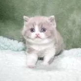 ブリティッシュショートヘア【滋賀県・男の子・2025年7月24日・ライラックホワイト】の写真4