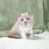 ブリティッシュショートヘア【滋賀県・女の子・2025年7月24日・ライラックホワイト】の写真6