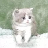 ブリティッシュショートヘア【滋賀県・男の子・2025年7月24日・ライラックホワイト】の写真5