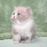 ブリティッシュショートヘア【滋賀県・男の子・2025年9月30日・ライラックホワイト】の写真7「大切に育てていただける素敵な御家族と良いご縁がありますように」