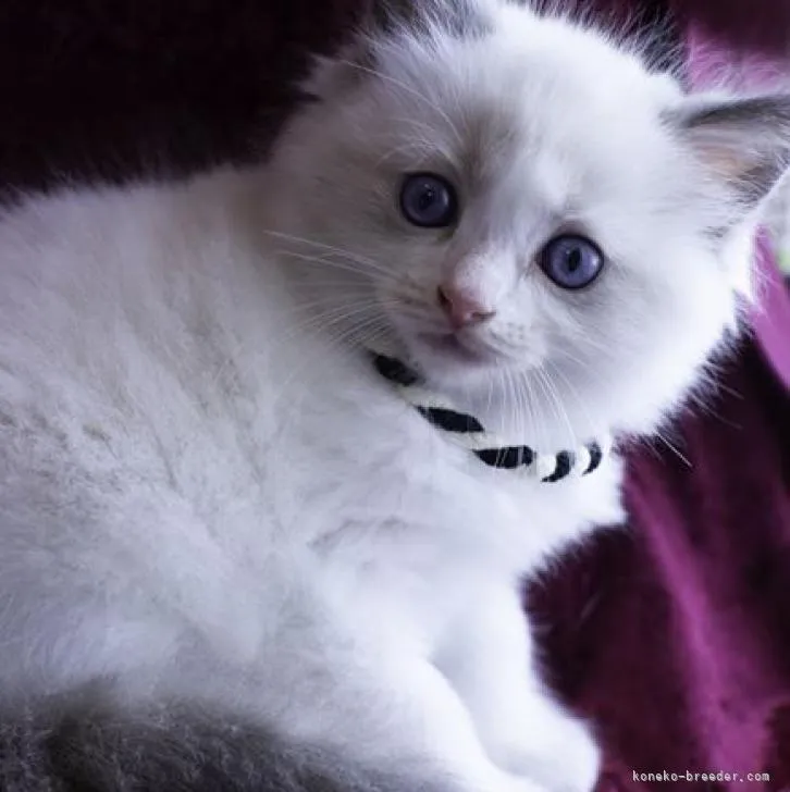 ID:2208-00807の子猫