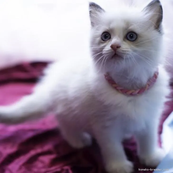 ID：2208-00815の子猫