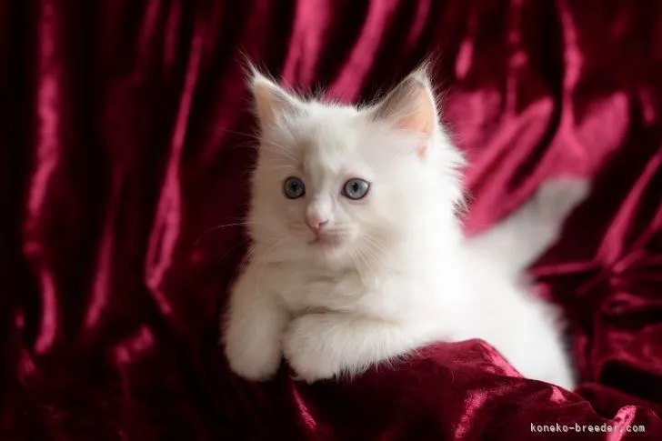 ID：2202-00309の子猫