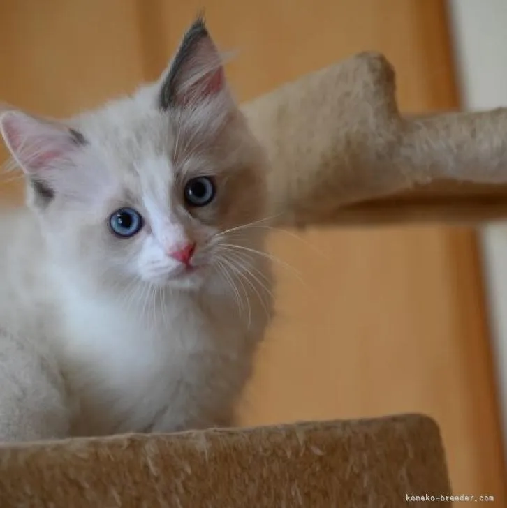 any 様のお迎えした子猫