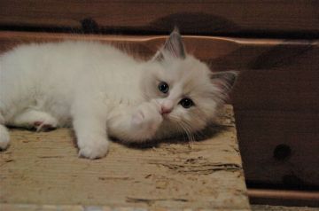 ラグドール【神奈川県・男の子・2021年1月11日・ブルーポイントバイカラー】の写真「人懐っこく抱っこも大好きです」