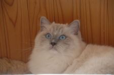 ラグドール【・女の子・2017年2月8日・ブルーポイント・ミテッド】