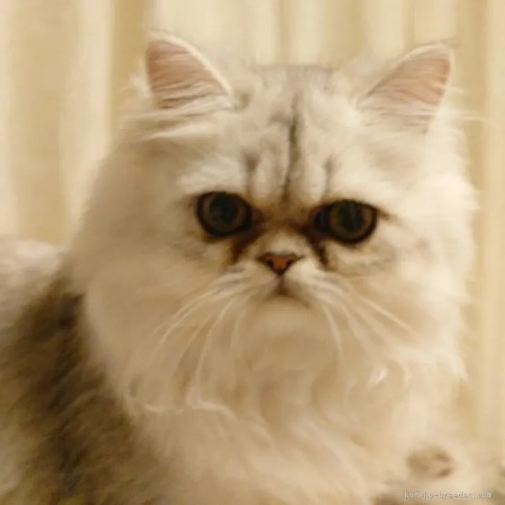 ID：2305-00761の子猫