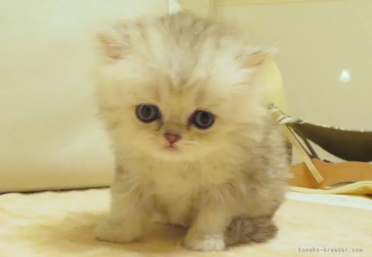 ぴょん 様のお迎えした子猫