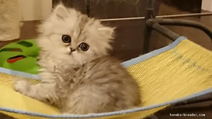 ID：1903-00858の子猫