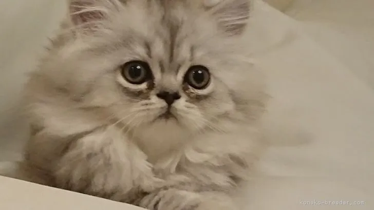 こち 様のお迎えした子猫