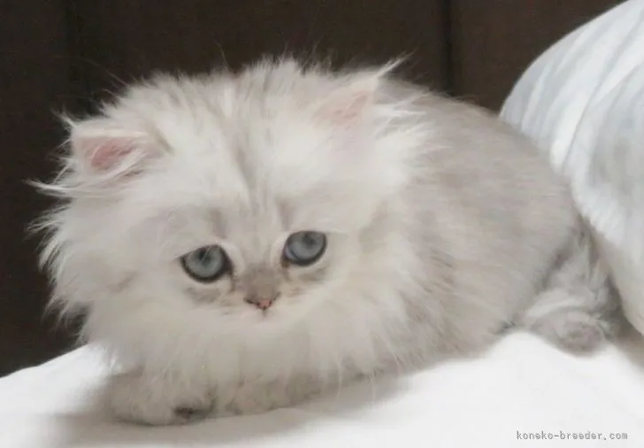 ID:2112-02318の子猫