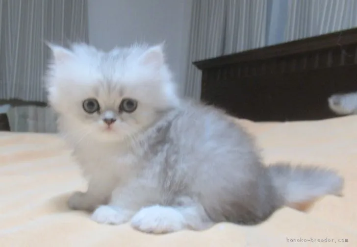 モコ 様のお迎えした子猫