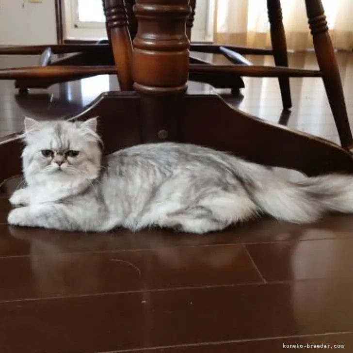 ID:2302-01754の子猫