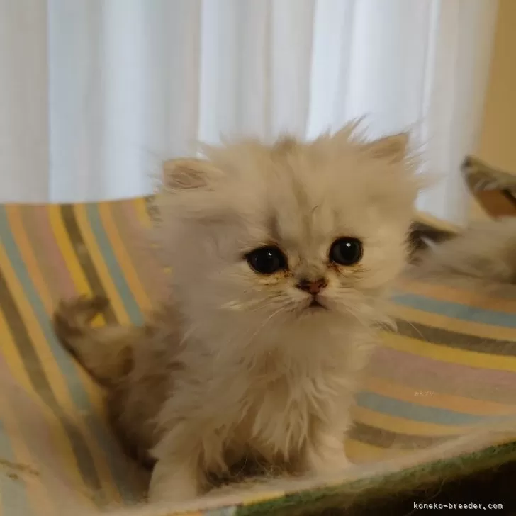 ID：2312-01345の子猫
