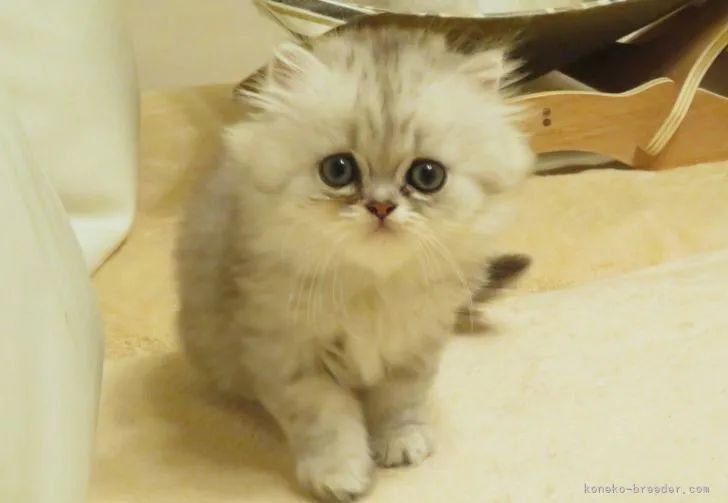 ID:2112-02320の子猫