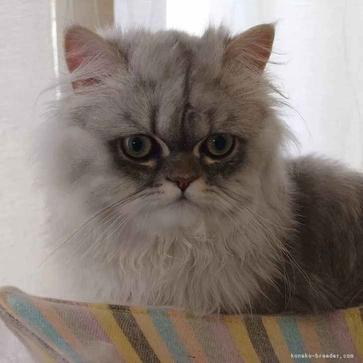 ID：2309-02831の子猫