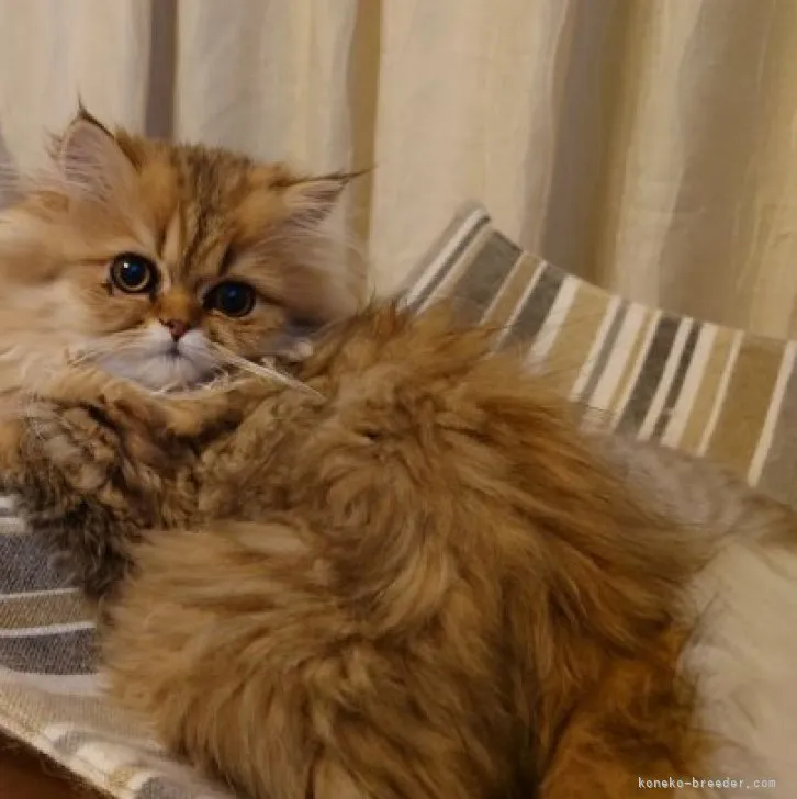 ID：2301-00656の子猫