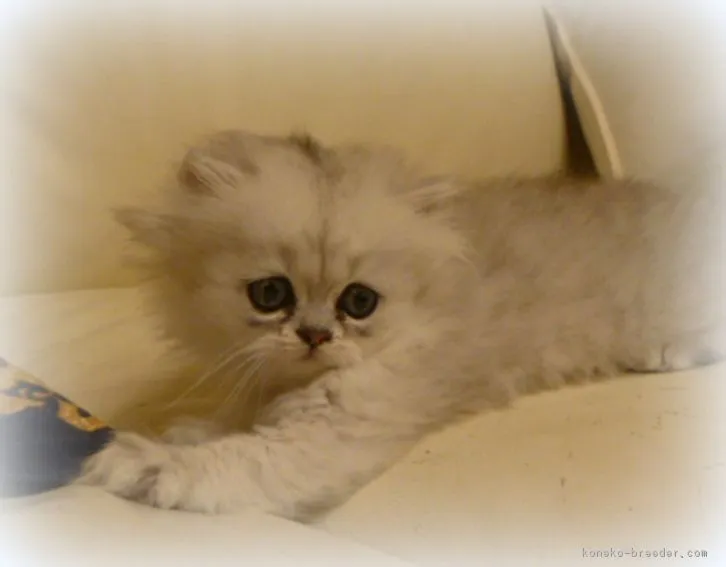 m.o 様のお迎えした子猫