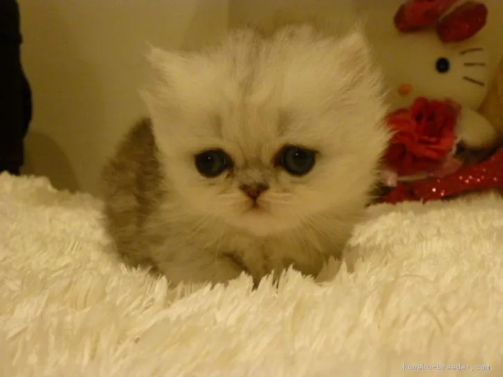 ID：1606-00985の子猫