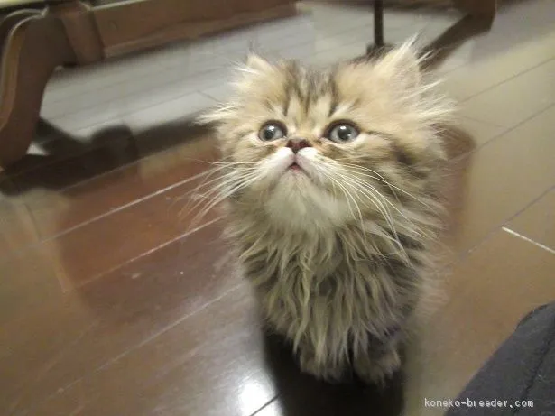 miyanyan 様のお迎えした子猫